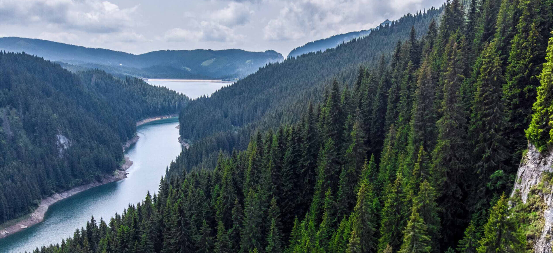 О компании - Лесопитомник
